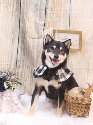 20241026小町ちゃん